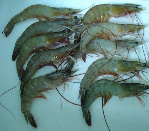 水產(chǎn)品保鮮冷庫(kù)，海鮮冷凍庫(kù)
